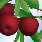 apple-branch